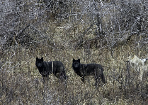 2015-11-03-1446519974-9531516-Wolves2.jpg