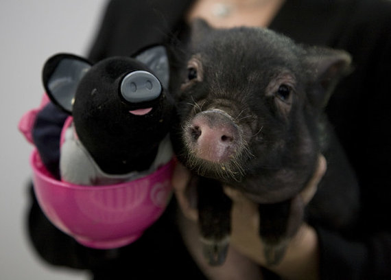 2015-11-11-1447223745-4358237-1111pig1.jpeg
