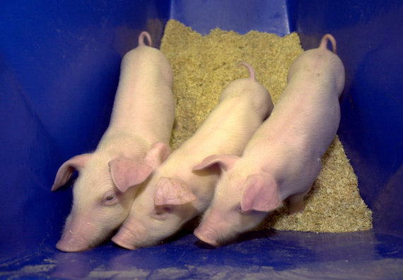 2015-11-11-1447228389-297807-1111pig2.jpeg