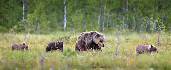 2015-11-12-1447286891-1178291-Grizzly_Bear_Mother_Cubs.jpg