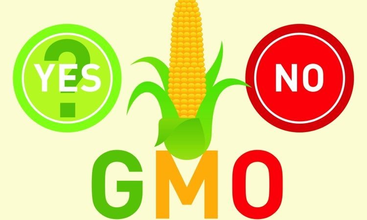 Yes or No to GMO?