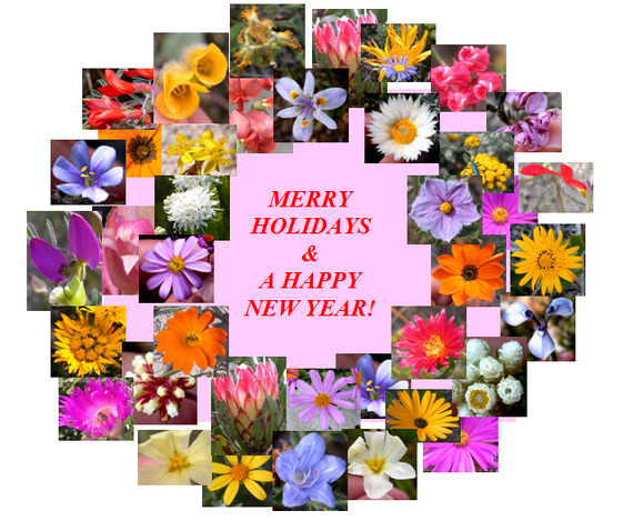 2015-12-22-1450819251-2118127-africanwildflowerpinkholidaywreath2014.png