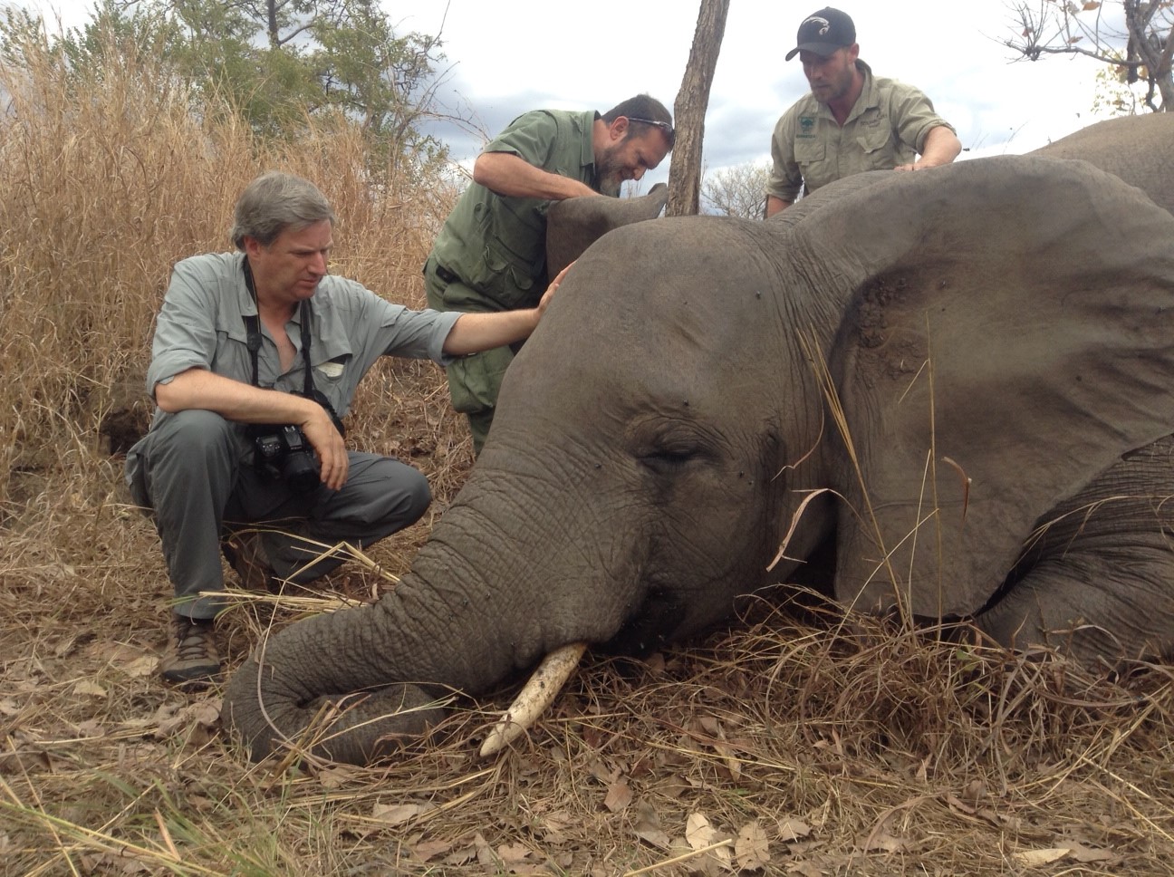 As the Price of Ivory Falls in China, a Time to Keep the Pressure On