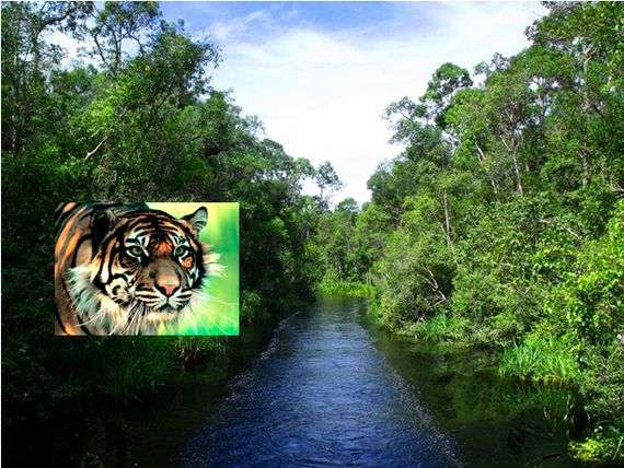 2015-12-28-1451340709-6963971-peatforestsumatrantigerccr309.png