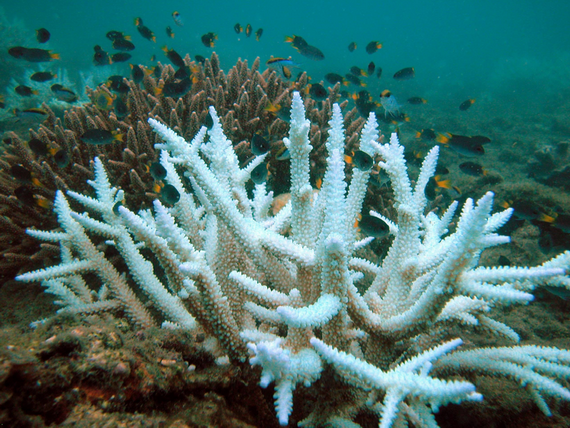 2015-12-28-1451340933-6034792-coralbleaching570greatbarrierclimateshifts.org.png