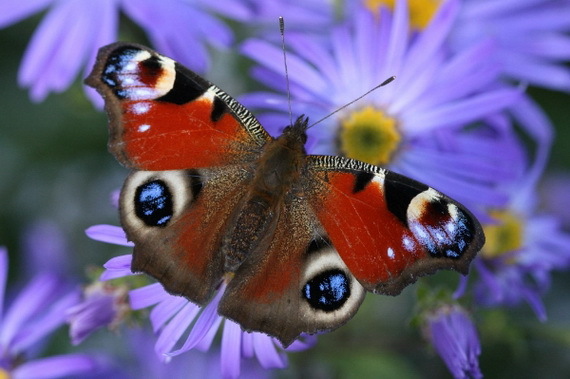 2015-12-28-1451341003-7787878-EnglishpeacockbutterflySourcebluebellwoods.blogspot.comccr309.jpg