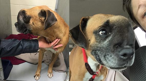 Family Gives Shelter Dog With Inoperable Cranial Tumor the Gift of a  Lifetime | HuffPost Good News
