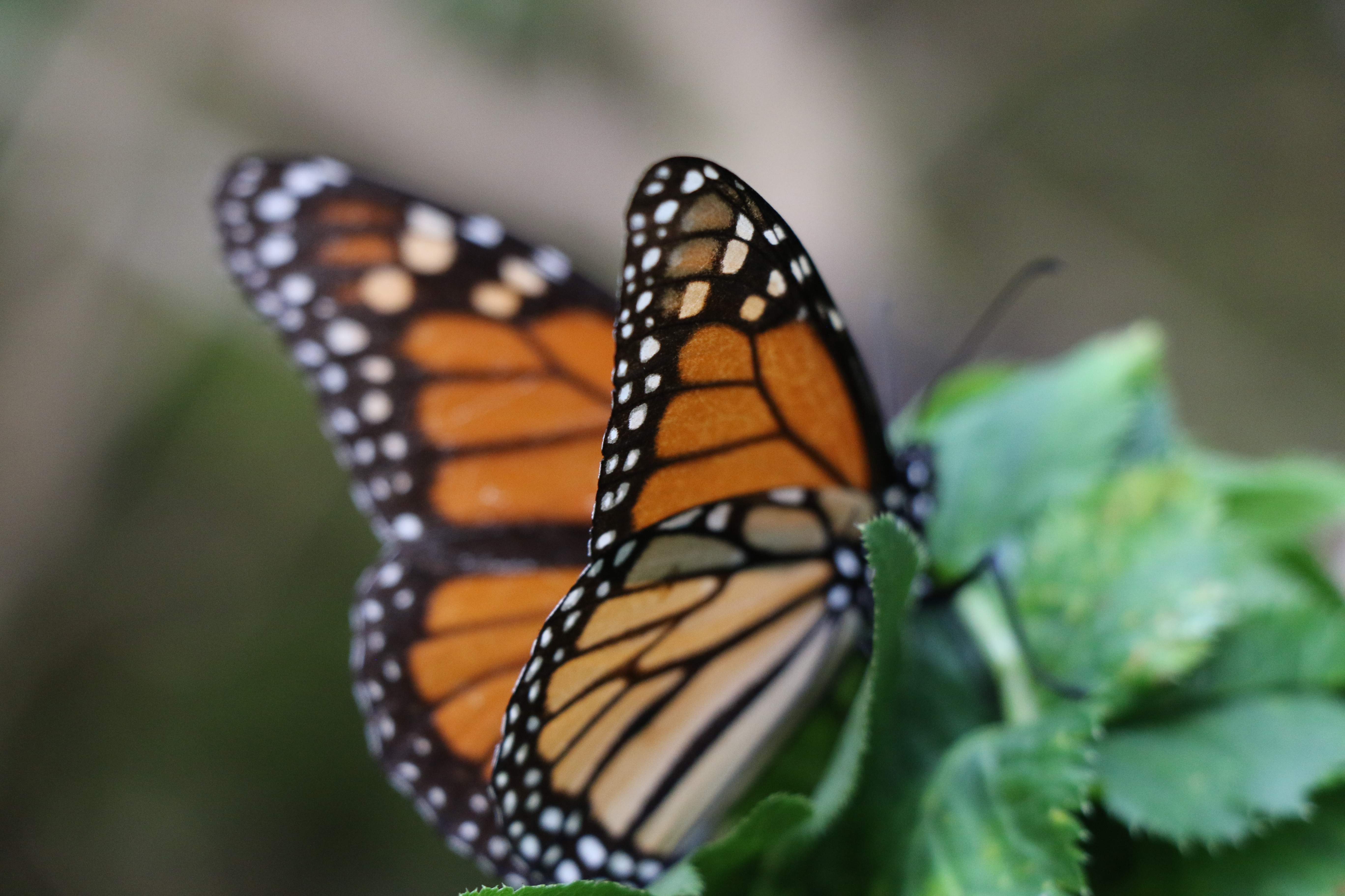 Monarch Butterfly Migration: Mexico's Top Natural Wonder