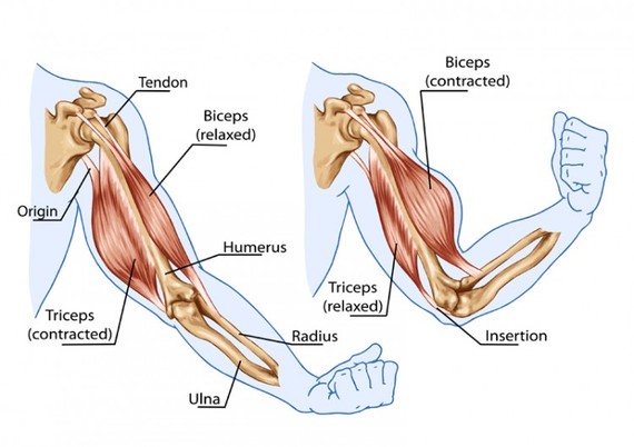 Download Dissecting