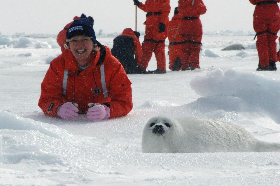 Canadian Seal Hunt Is Not Economically Viable HuffPost