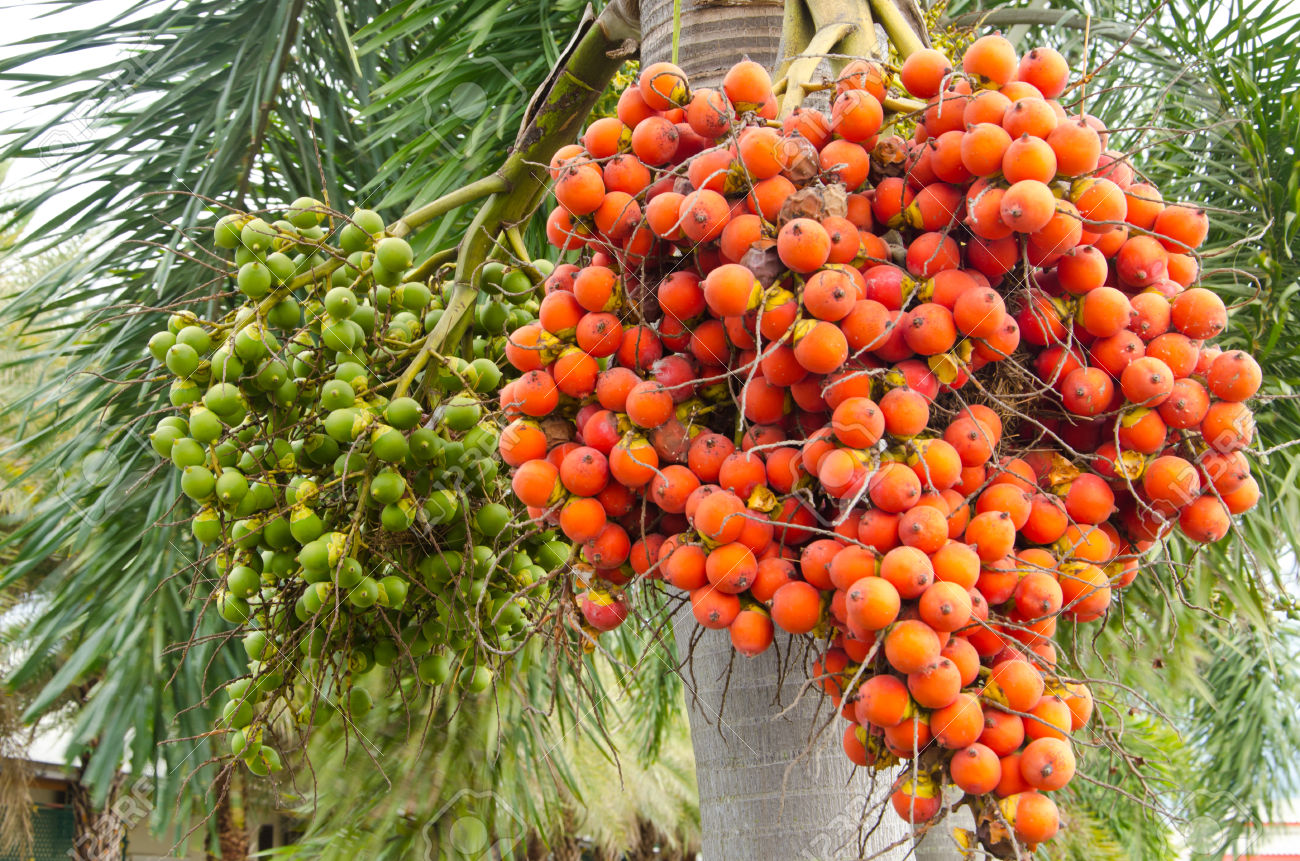 Areca Nut Definition In English