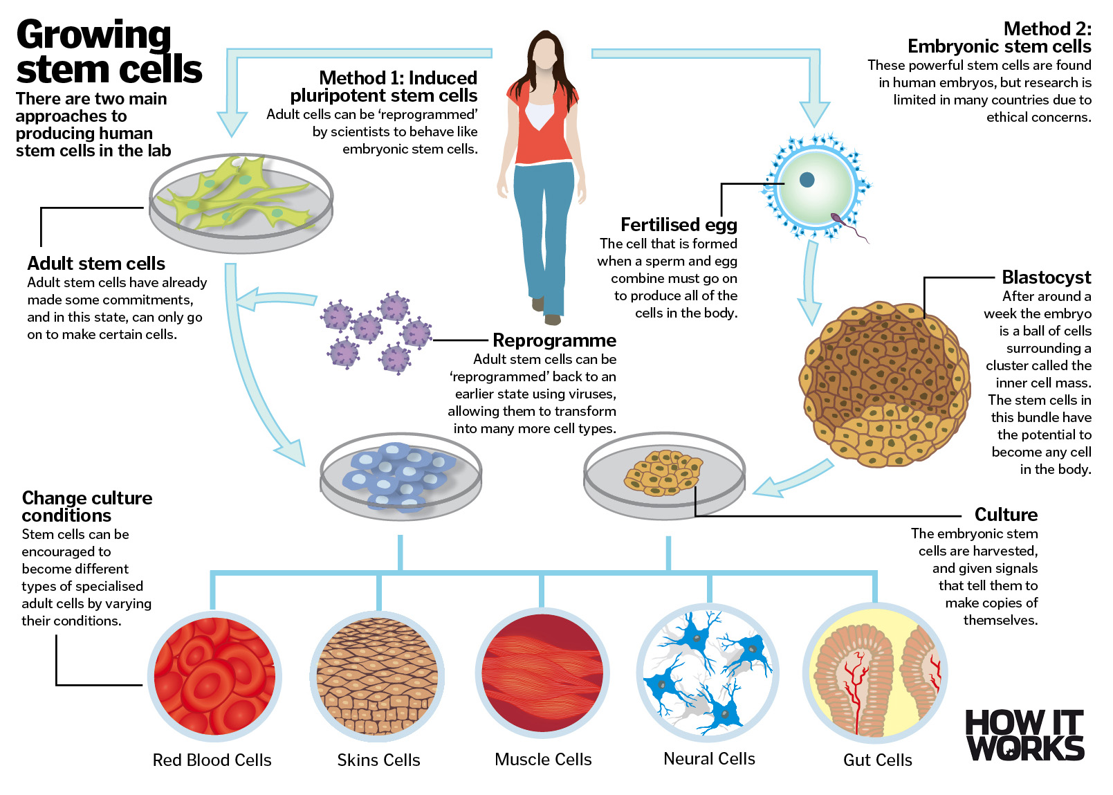 Production of sperm cell