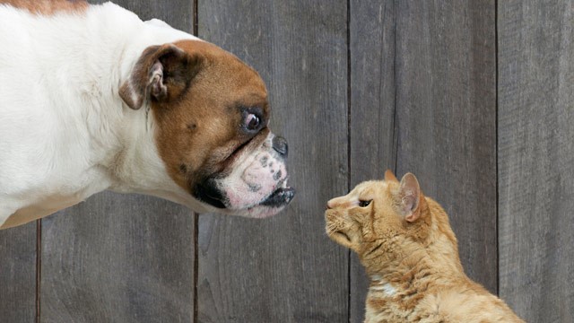 do english bulldogs get along with cats