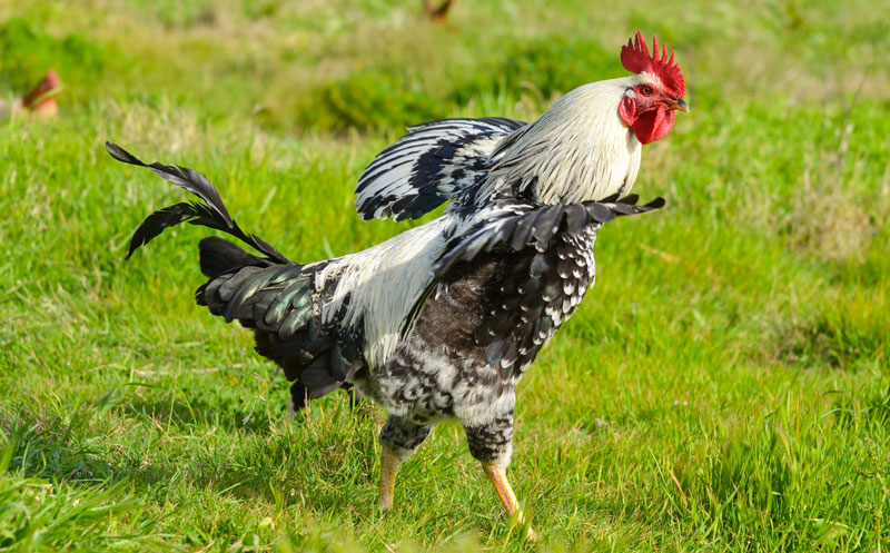 Fear of Chickens Is Surprisingly Common, and It's Called ...