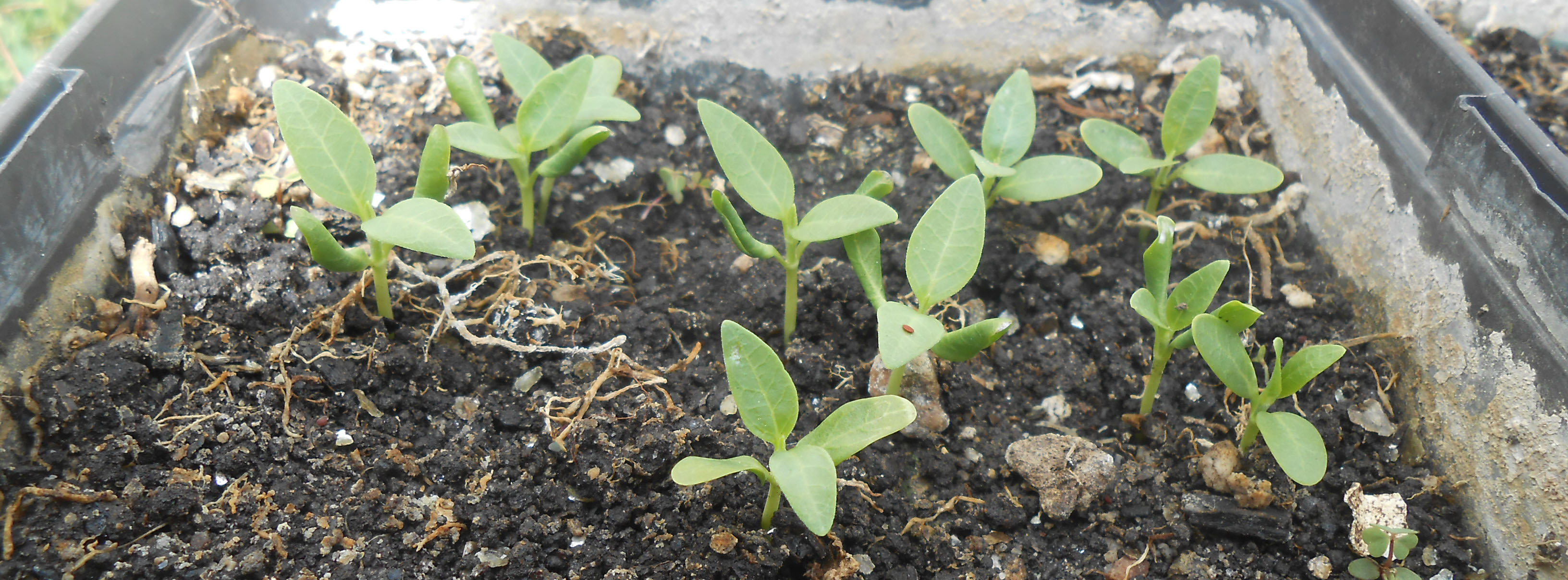 why you should plant milkweed right now