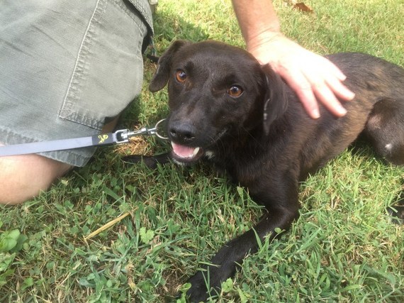 Our first moments with our rescue dog, Jeb