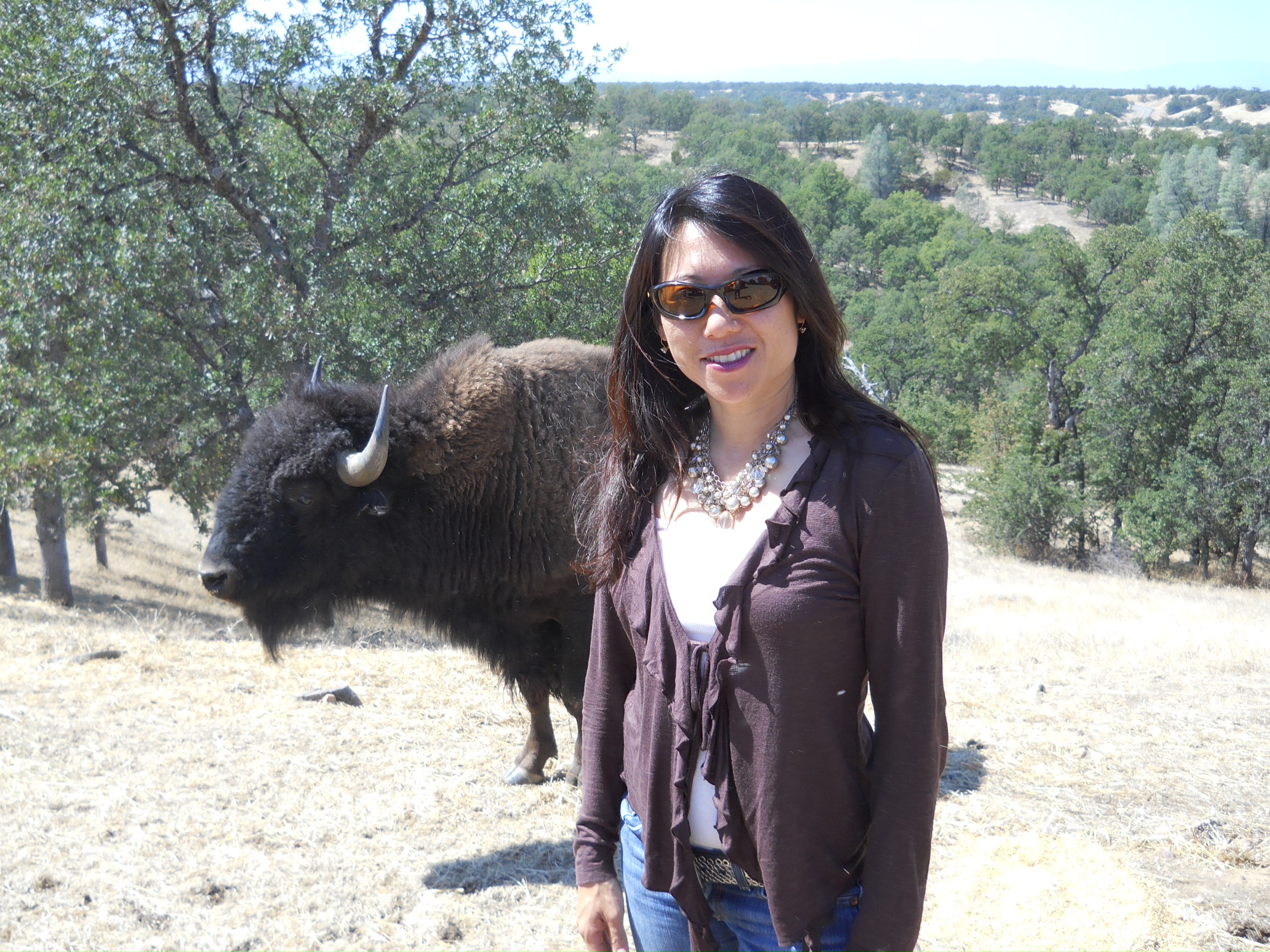 Bison Honored Nationwide and Treasured in San Francisco | Fiona Ma, CPA for  California State Treasurer 2022