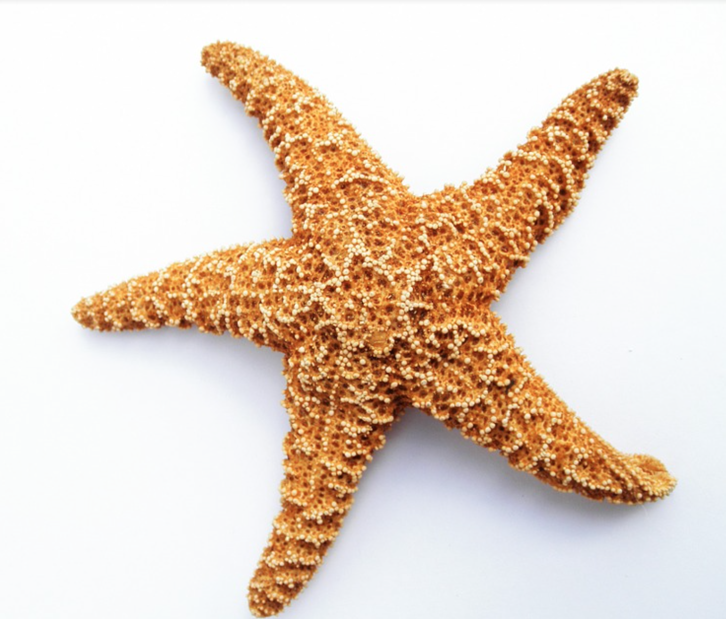 a-stellar-starfish-huffpost