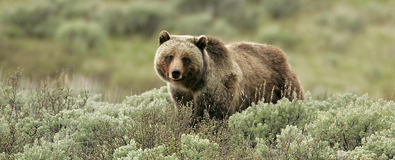 Grizzly Bear Delisting: Lessons from Scarface 