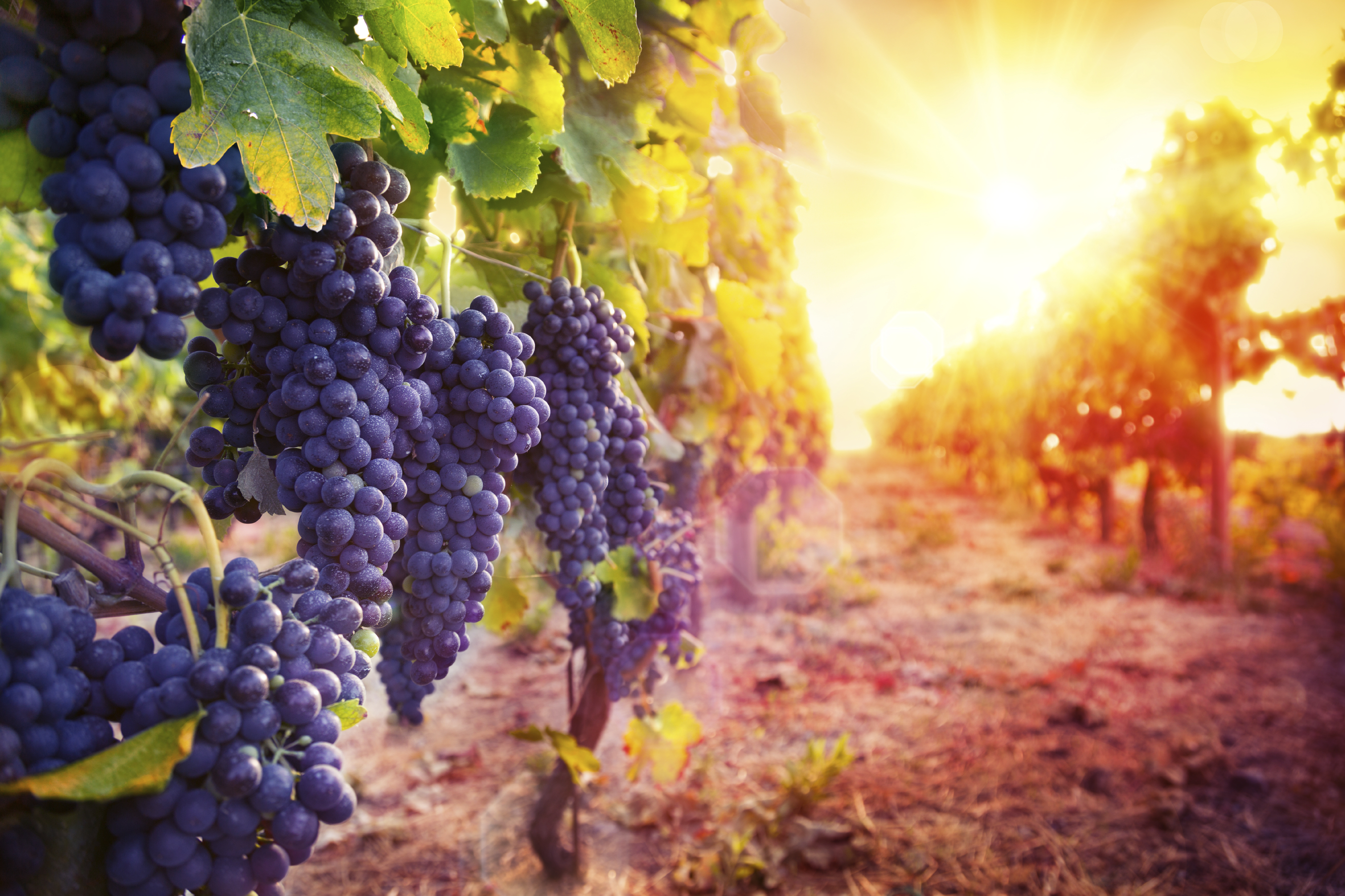 2016-05-27-1464367862-1815120-iStock_000071859959_Large.jpg