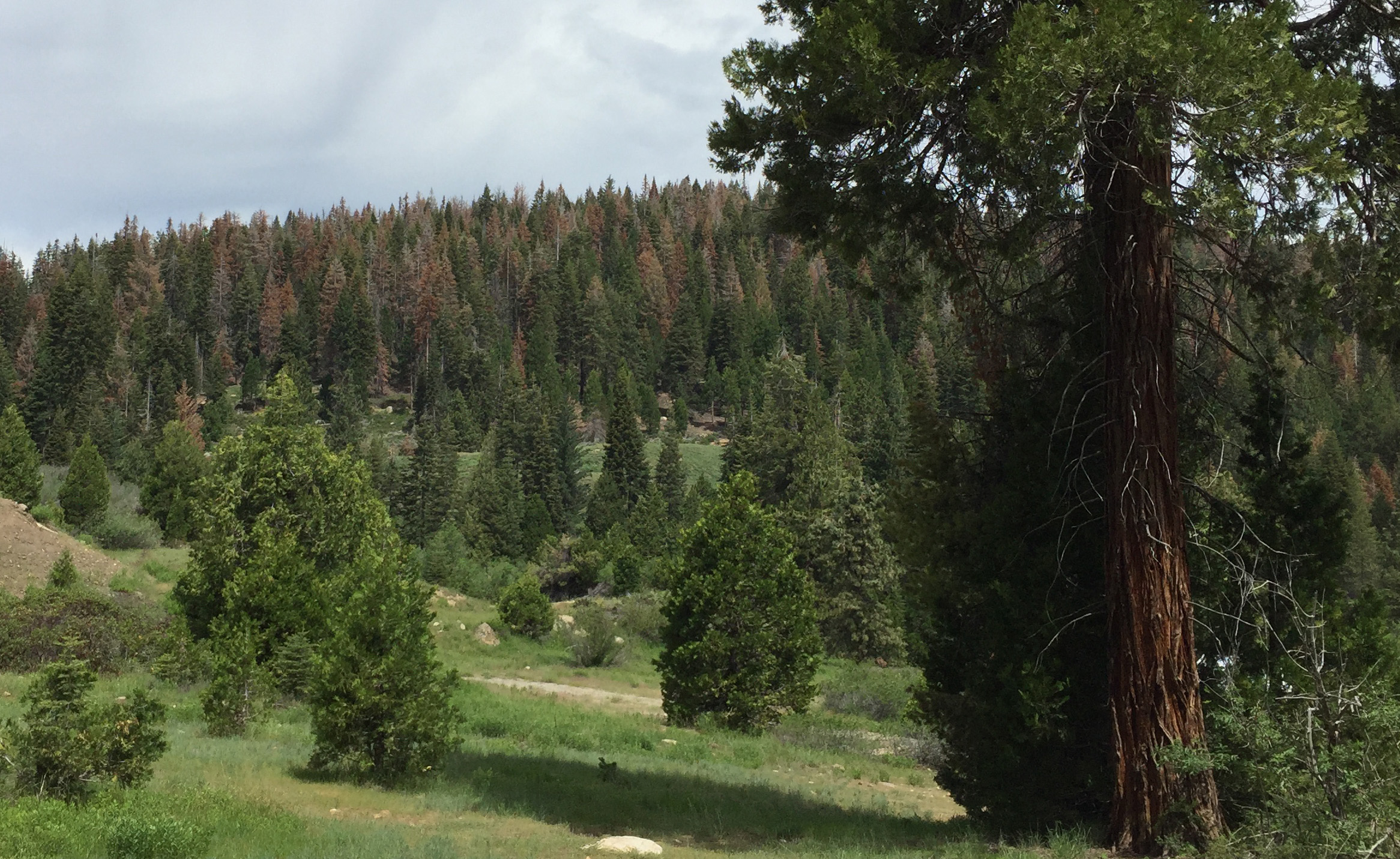 Pine Tree Deaths Plague California's Sierra Nevada HuffPost