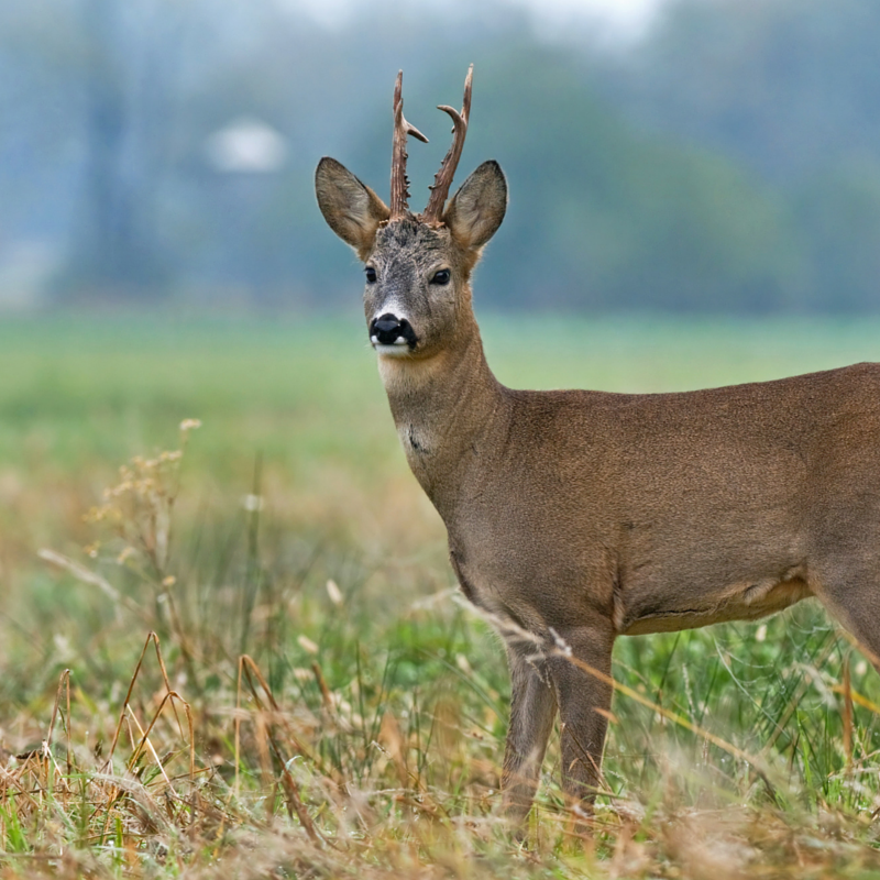 Oh Deer! A Gentle Reminder From An Animal Totem | HuffPost Life