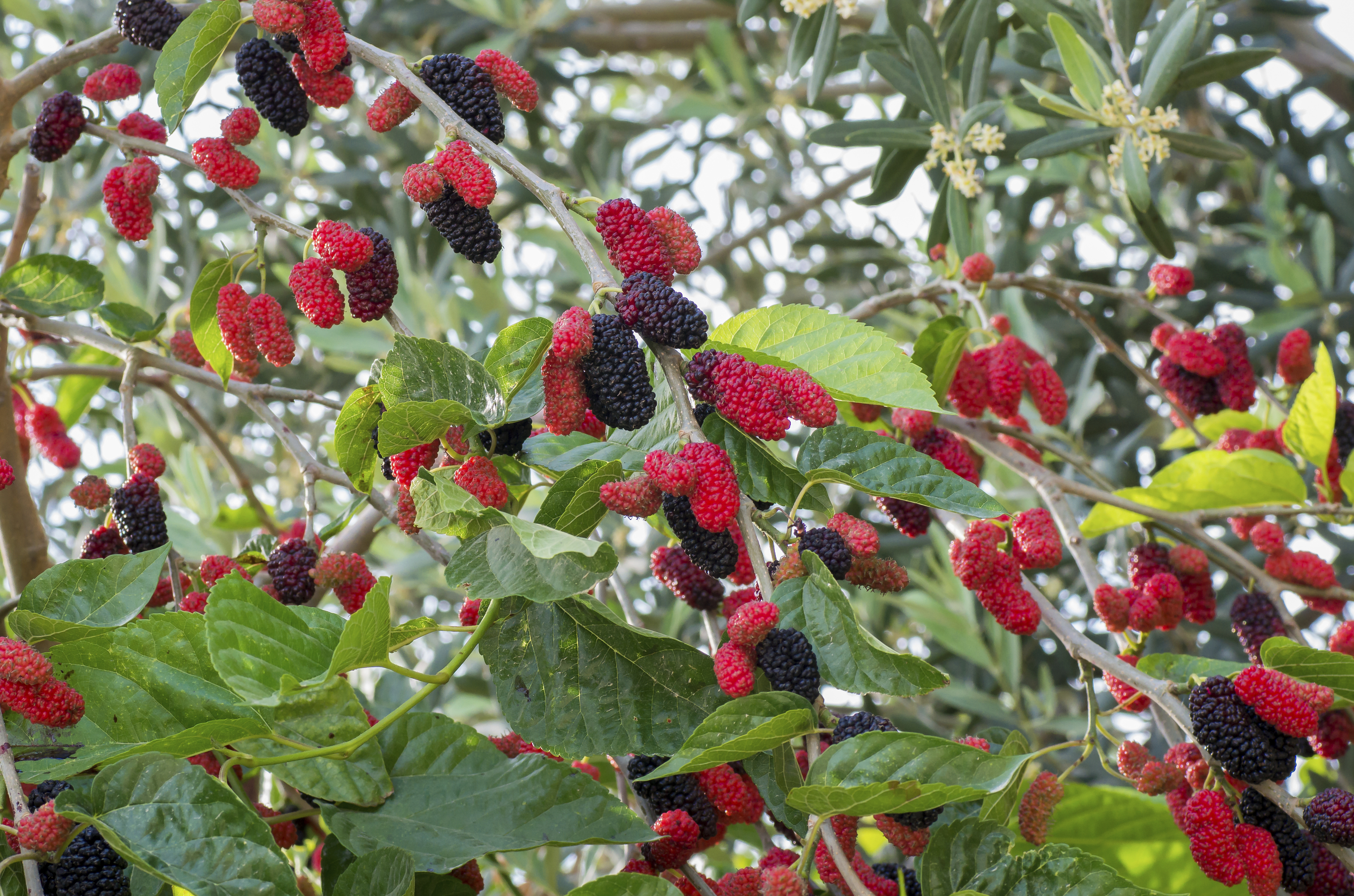 hicks mulberry tree