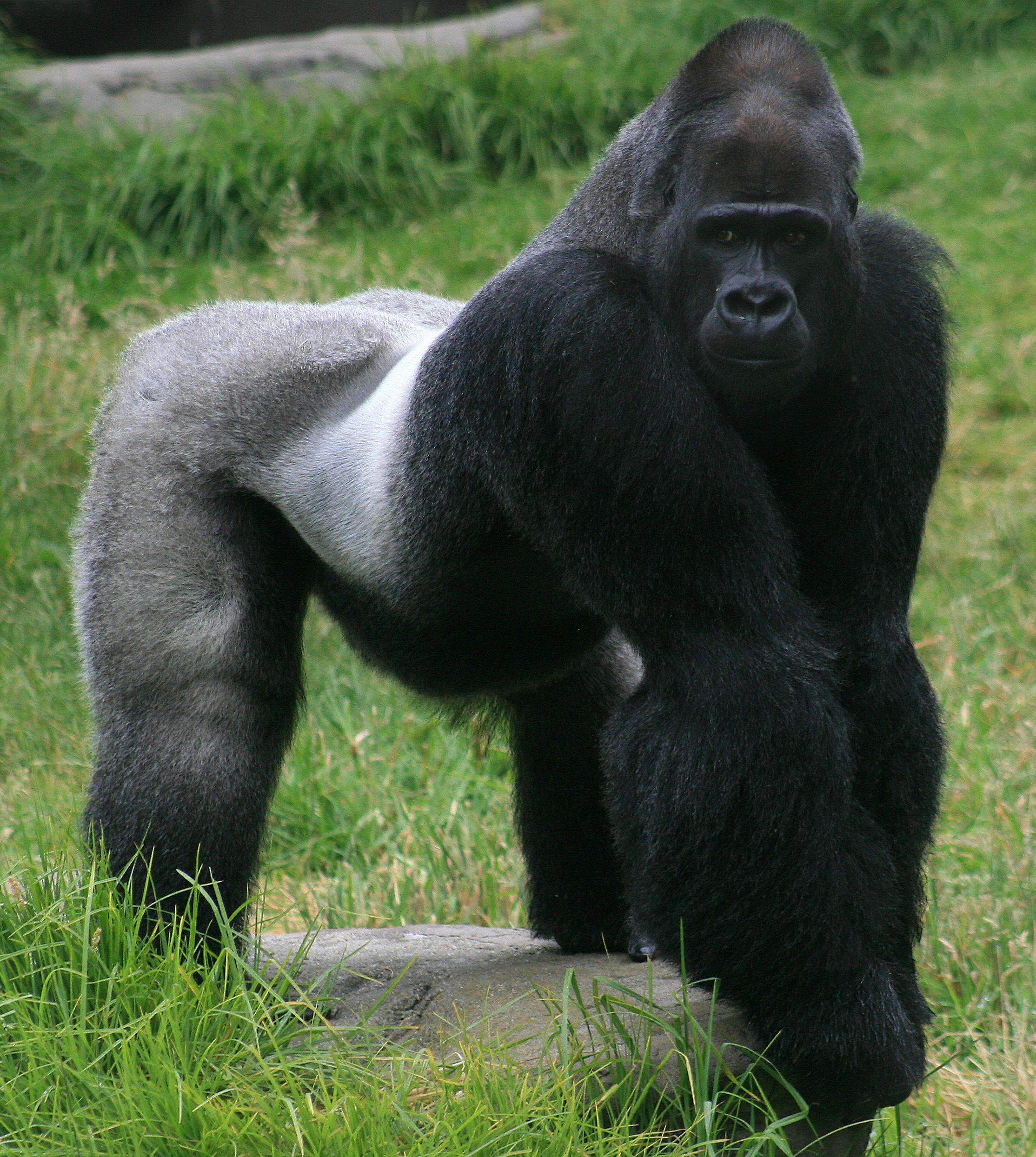 Harambe The Gorilla Symptom Of Our Deeper Dysfunction Huffpost 