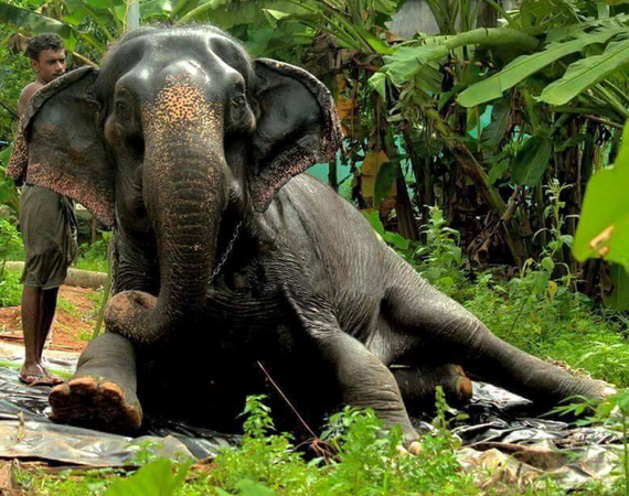 2016-09-12-1473647477-1971191-Elephant.jpg