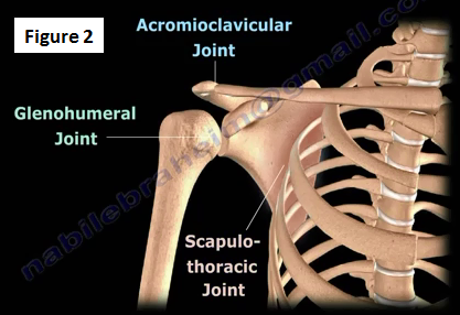 Los Angeles Mesothelioma Lawyer Directory: Snapping Scapula Syndrome