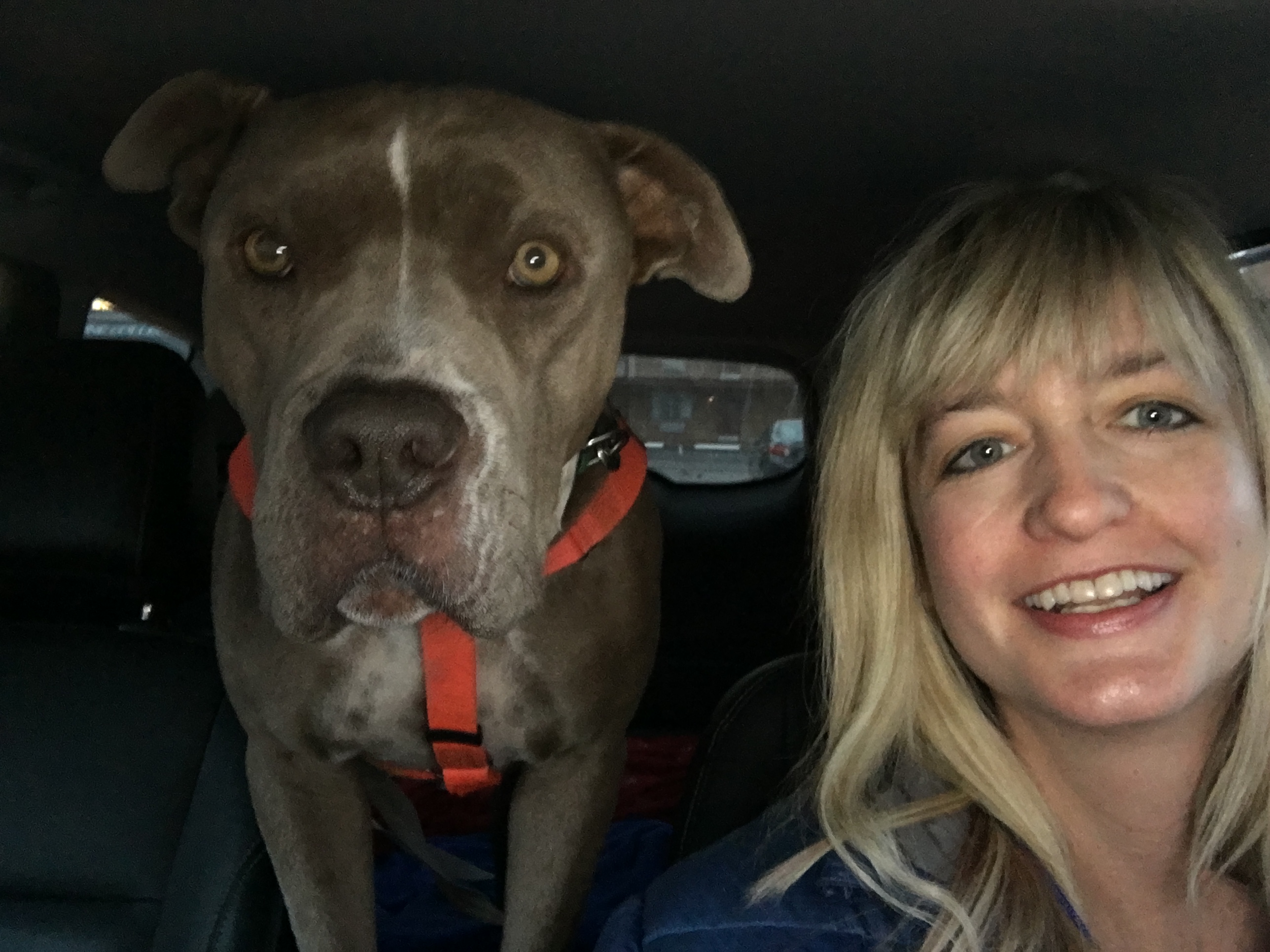 Are Dates Good For Dogs