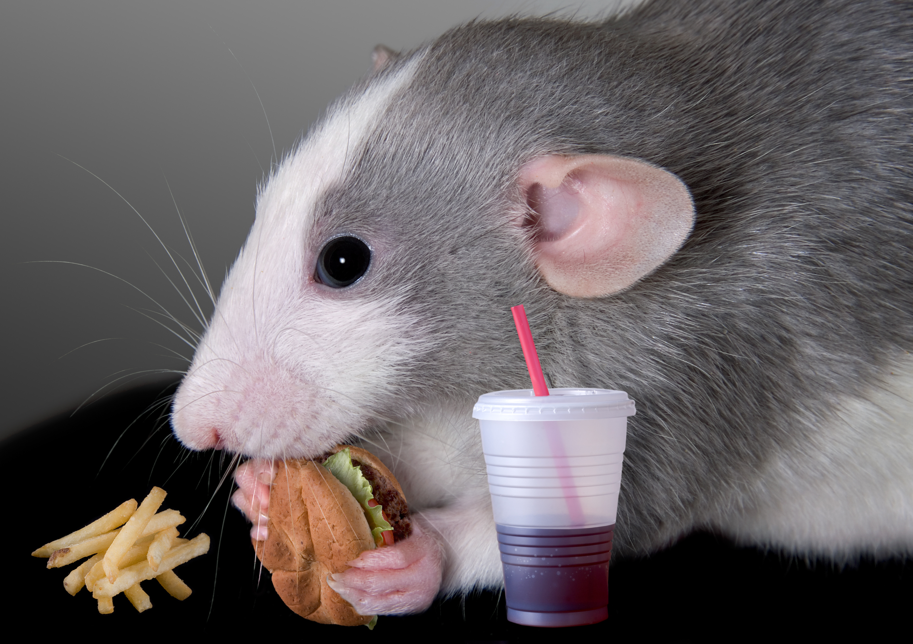 what-this-rat-study-can-teach-us-about-stress-eating-huffpost