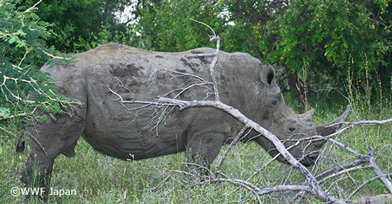 2017-03-03-1488522505-6245974-20170303rhino.jpg