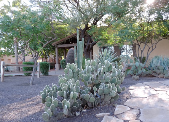 2017-03-21-1490114970-621211-CVcactus.jpg