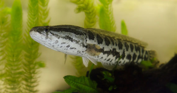 2017-04-12-1491972529-2510634-aarjapan_20170412_snakehead.jpg