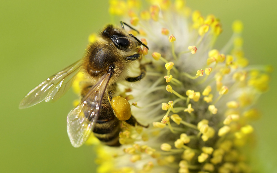 Death and Extinction of the Bees. The Role of Monsanto ...