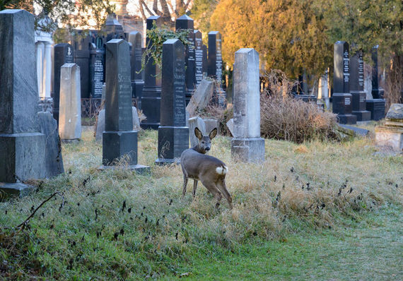 2017-06-08-1496918156-7871789-deerincemetery.jpg