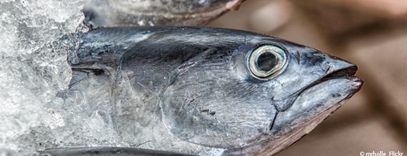 2017-08-14-1502700581-4895485-fischeleidenstillfischleidfischefhlenfischfang650x250.jpg