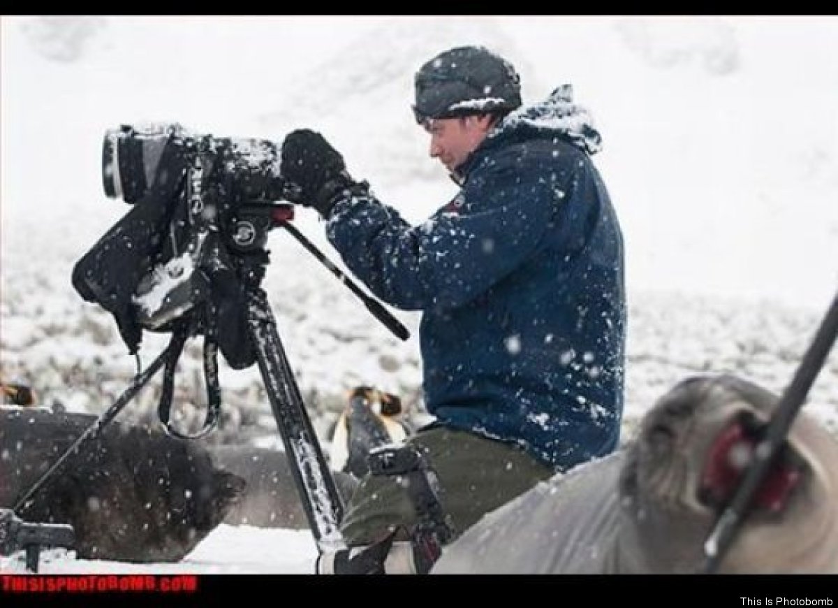 Cameraman foca