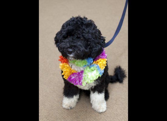 Bo Obama The Birthday Boy!