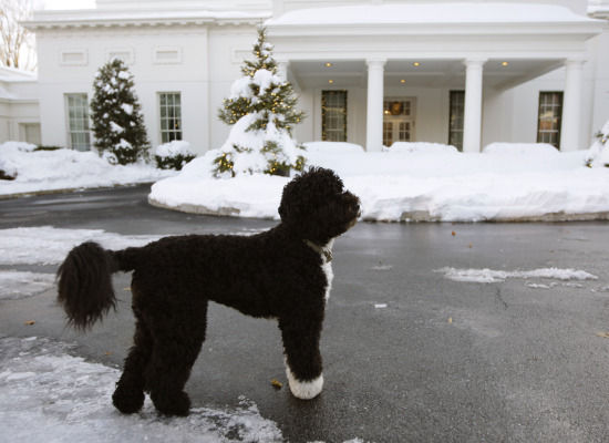 Bo Obama in Snow