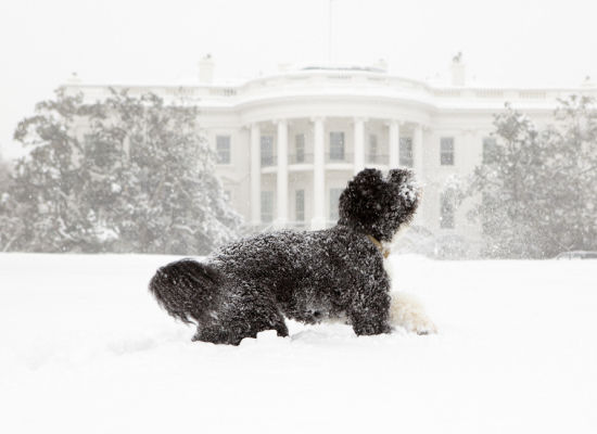 Bo Obama Playing in the Snow Bo Obama Playing in the Snow