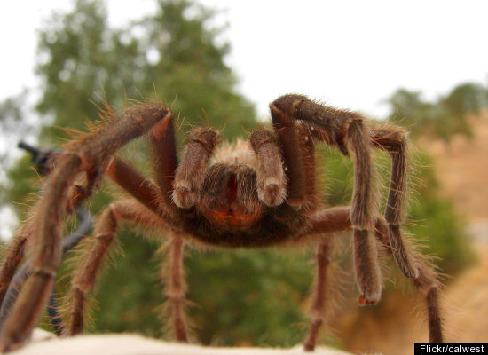 ara&ntilde;a