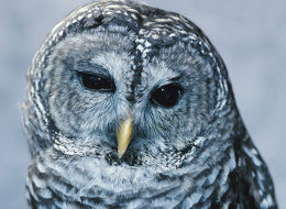 s-OWL-large.jpg