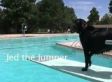 Cute/Ridiculous Animal Thing Of The Day: Dog Diving (VIDEO)
