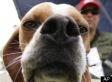 My Dog Just Watered Your 