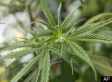 Here Is Your Chance to Help End the Failed War on Drugs