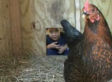 Urban Chickens: The Latest Trend In New York City (VIDEO)