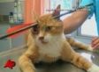Wayward Cat Limps Home With 13-Inch Arrow Shot Through Its Head (VIDEO)