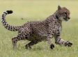 Ohio Cheetah Clocks In At 36 MPH: Faster Than Usain Bolt (VIDEO)